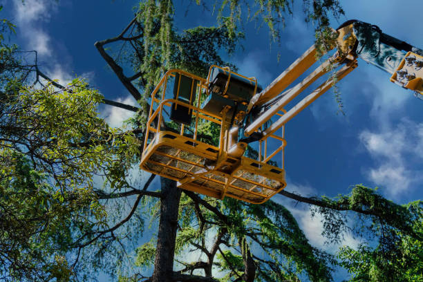 Best Tree Maintenance Programs  in Granger, IN